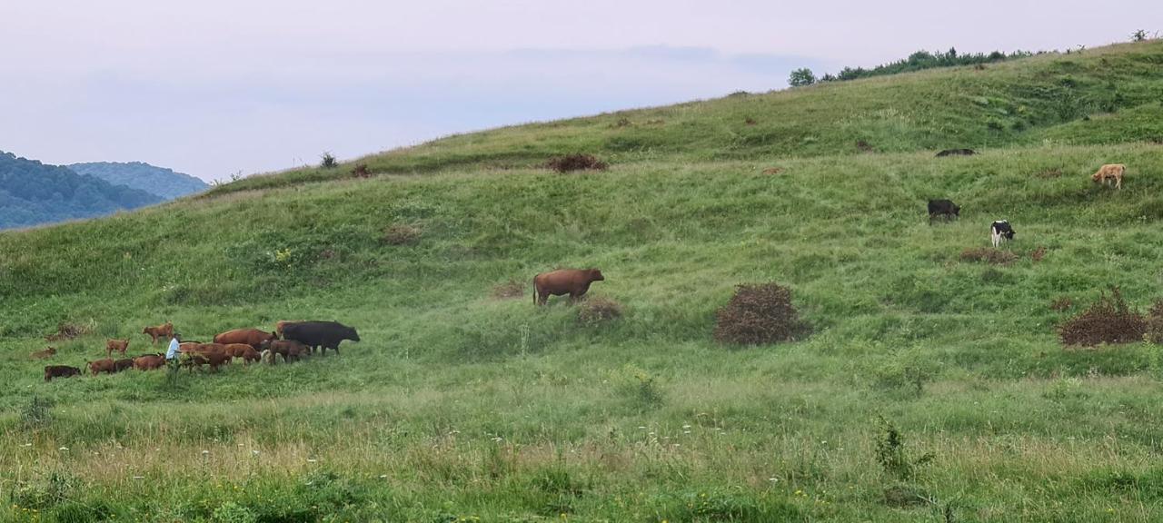 Casuta Cu Bine Villa Valea Lunga-Ogrea Luaran gambar